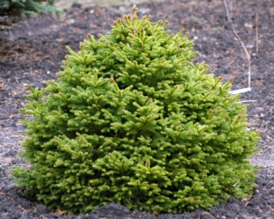 Ель обыкновенная "Барри"