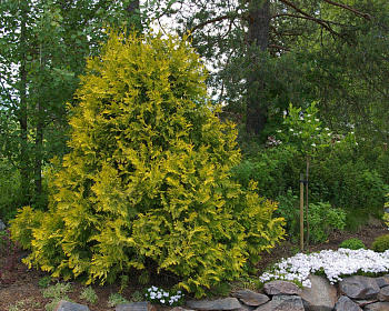 Туя западная "Санкист"