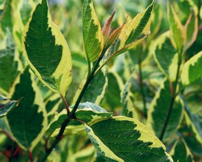 Дерен белый "Крим Крекер" (Cream Cracker)