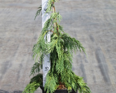 Кипарисовик Нутканский "Пендула"