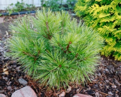 Сосна черная "Спилберг"