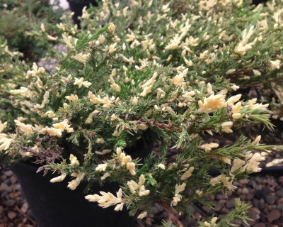 Можжевельник горизонтальный "Андорра Вариегата"