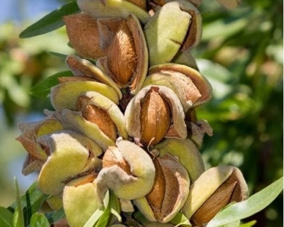 Миндаль "Никитский-62"