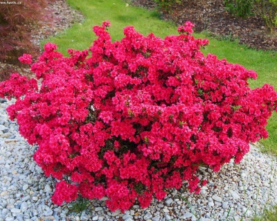 Азалия японская "Марушка"