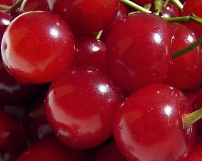 Вишня "Шпанка"