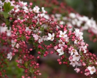 Спирея тунберга "Фуджино пинк"
