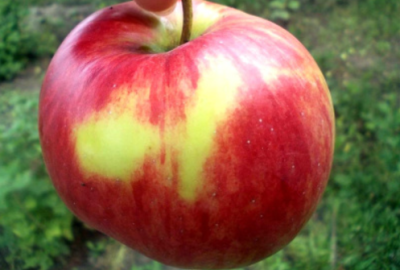 Яблоня мультипрививка "Конфетное-Орловим"