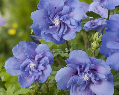 Гибискус «Блю Шифон»