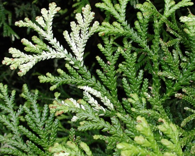 Тсуга канадская "Альбоспиката"