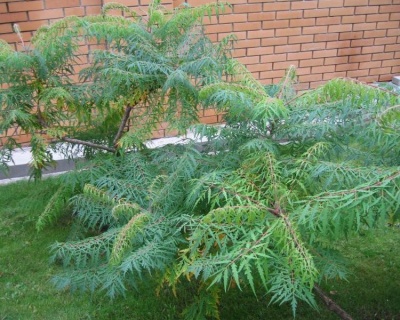 Сумах уксусный "Диссекта"