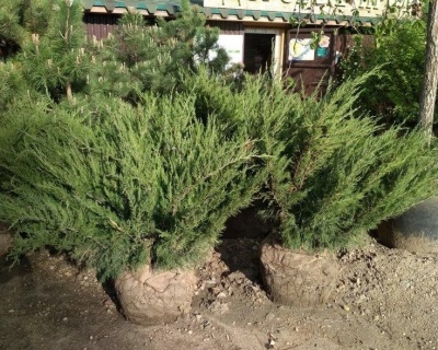 Можжевельник казацкий "Мас"