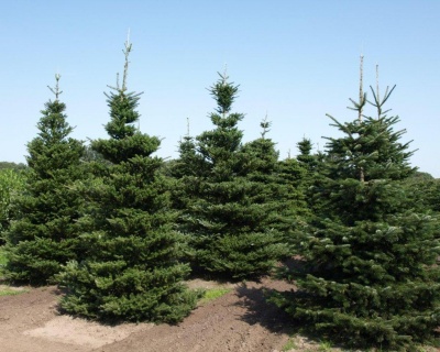 Пихта корейская