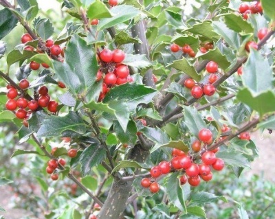 Падуб мезерва "Блю Принцесс"