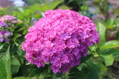 Гортензия крупнолистная "Тугезе" (Together)