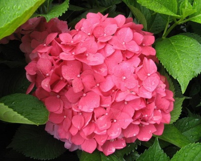 Гортензия крупнолистная "Альпенглюхен" (Alpengluhen)