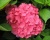 Гортензия крупнолистная "Альпенглюхен" (Alpengluhen)
