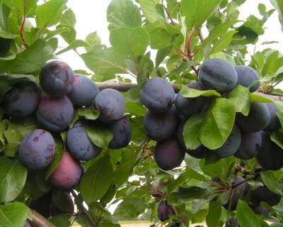 Слива "Венгерка Белорусская"