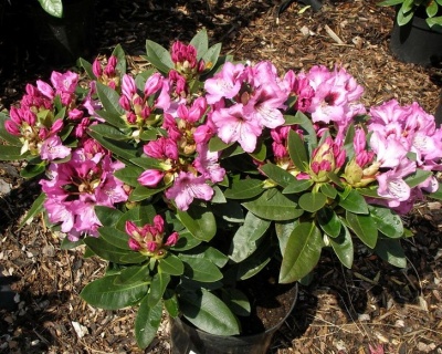 Рододендрон "Кокардия"