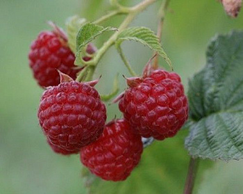 Малина "Зоренька Алтая"