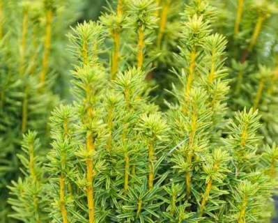 Тис ягодный "Давид"