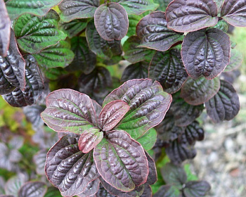 Дерен красный "Компресса" (Compressa)