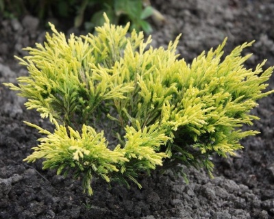 Можжевельник горизонтальный "Лаймглоу"