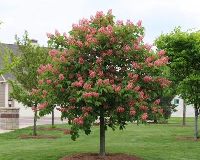 Каштан конский "Бриоти"