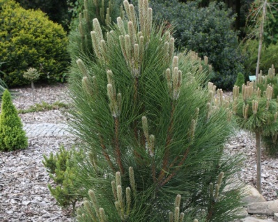 Сосна черная "Грин Рокет"