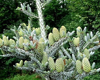 Пихта корейская "Сильберлок"