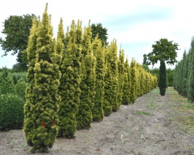 Тис ягодный "Давид"