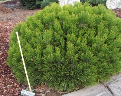 Сосна Гельдрейха "Шмидти"