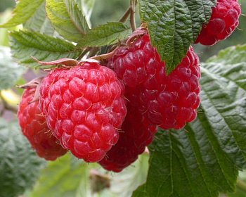 Малина "Гайяна"