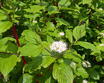 Дерен красный "Грин Лайт" (Green Light)