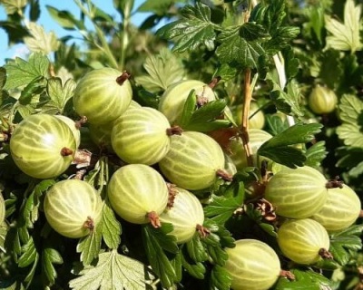 Крыжовник "Белорусский сахарный"