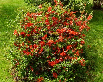 Айва японская "Гранатовый браслет"