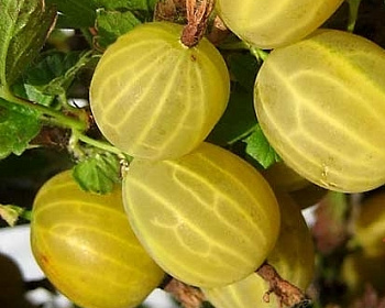 Крыжовник "Яровой"