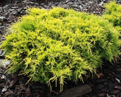 Можжевельник средний "Олд Голд"