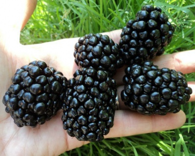 Ежевика "Киова"