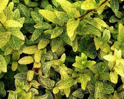 Жимолость японская "Ауреоретикулата" (P-9)