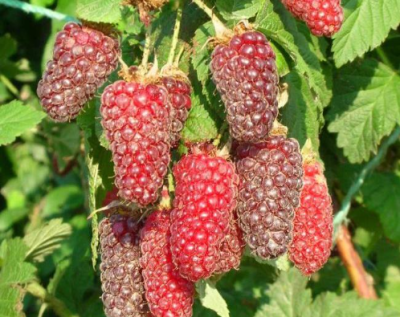 Ежемалина "Логанберри"