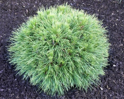 Сосна горная "Варелла"