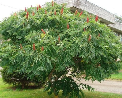 Сумах Уксусный