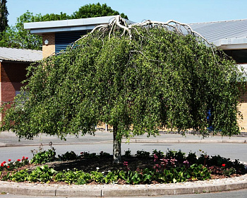 Береза бородавчатая "Юнги"