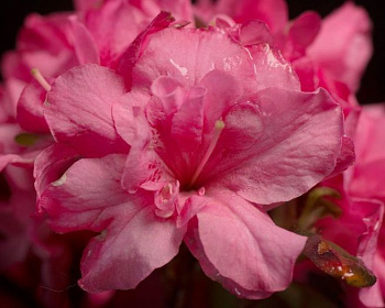 Азалия японская "Рококо"