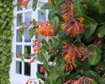 Жимолость Брауна "Дропмор Скарлет"(P-9)