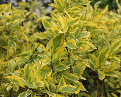 Дерен белый "Шпети" (Spaethii)