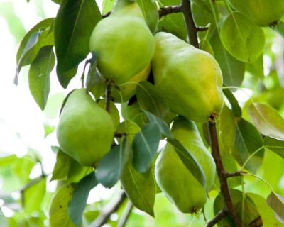 Груша "Видная"