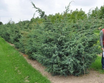 Можжевельник Китайский "Блю Альпс"