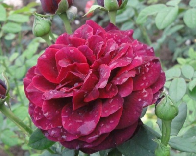 Пионовидная роза «Фишерман Френд» 