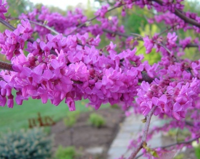 Церцис канадский